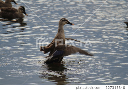 荒尾市港野生鳥類， 127313848