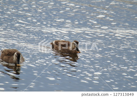 荒尾市港野生鳥類， 127313849