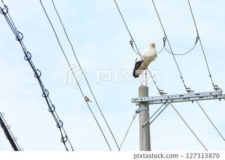 兵庫縣淡路市，一隻鸛棲息在一根電線桿上 127313870