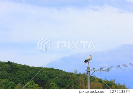 兵庫縣淡路市,一隻鸛棲息在一根電線桿上 兵庫縣淡路市,一隻鸛棲息在一根電線桿上 127313874