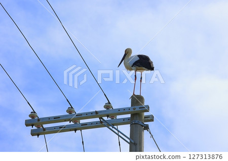 A stork perched on a utility pole in Awaji City, Hyogo Prefecture 127313876