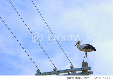 兵庫縣淡路市，一隻鸛棲息在一根電線桿上 127313877