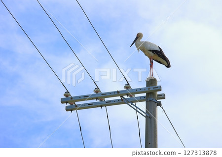 A stork perched on a utility pole in Awaji City, Hyogo Prefecture 127313878