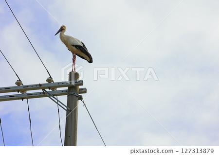 A stork perched on a utility pole in Awaji City, Hyogo Prefecture 127313879