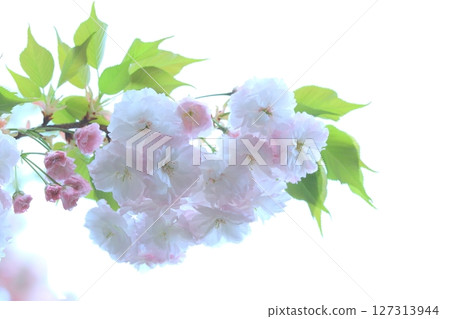 盛開的重瓣櫻花(春天圖) 盛開的重瓣櫻花(春天圖) 127313944