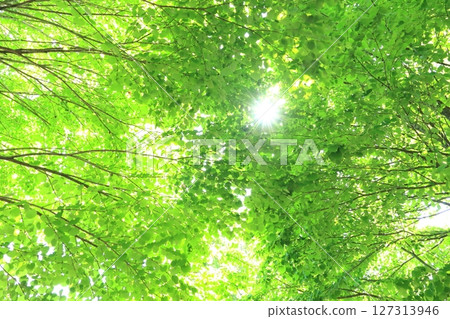 新綠的桂花(陽光透過樹葉的縫隙,環保的景象) 新綠的桂花(陽光透過樹葉的縫隙,環保的景象) 127313946