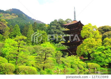 Fresh greenery at the five-story pagoda of Rurikoji Temple (Yamaguchi City) 127313949