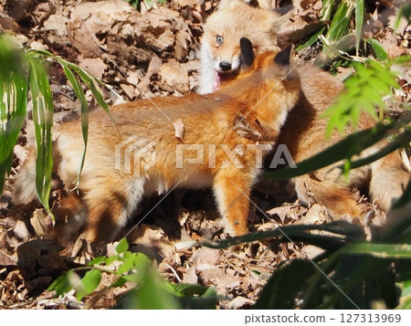 Innocent baby fox Innocent baby fox 127313969