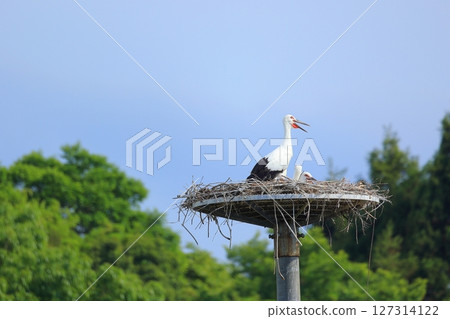 兵庫縣淡路市的人工巢塔中，一隻鸛透過張開嘴巴來調節體溫 127314122