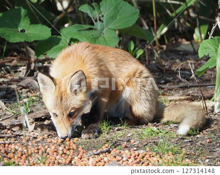 A baby fox being fed by someone A baby fox being fed by someone 127314148