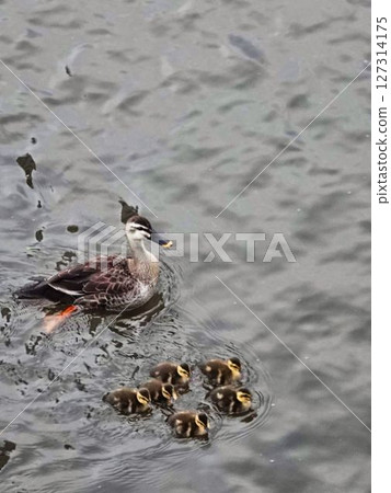 斑嘴鴨父母和孩子在河裡游泳 127314175