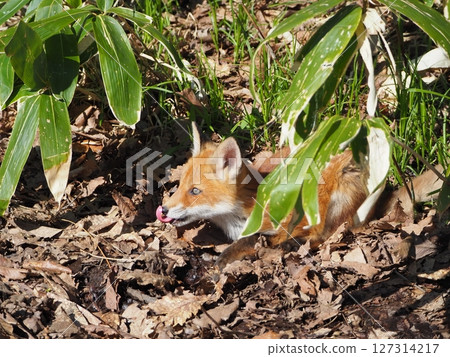 無辜的小狐狸 127314217