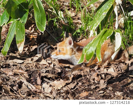 無辜的小狐狸 無辜的小狐狸 127314218