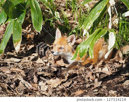 無辜的小狐狸 無辜的小狐狸 127314219