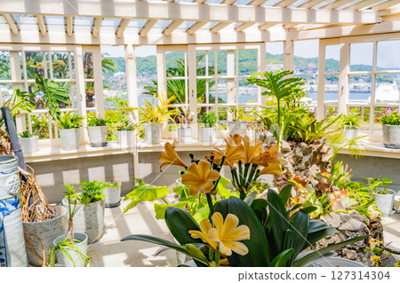 (Nagasaki Prefecture) Glover Garden and Mansion, sunny day 127314304