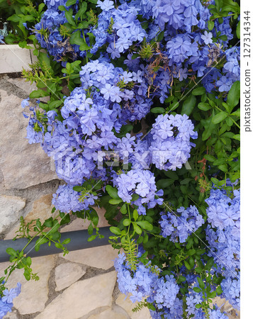 Cape leadwort, Cape leadwort in the garden, Plumbago auriculata,Plumbago auriculata in the park. Cape leadwort, Cape leadwort in the garden, Plumbago auriculata,Plumbago auriculata in the park. 127314344