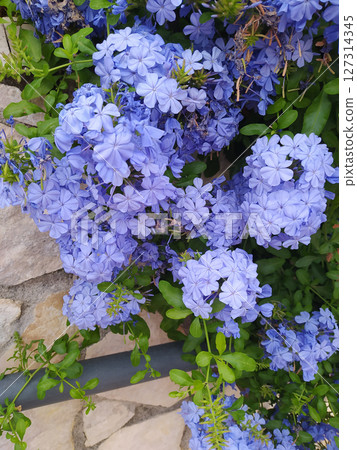 Cape leadwort, Cape leadwort in the garden, Plumbago auriculata,Plumbago auriculata in the park. Cape leadwort, Cape leadwort in the garden, Plumbago auriculata,Plumbago auriculata in the park. 127314345