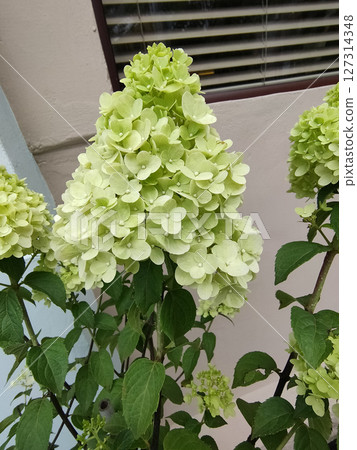 Soft pastel hydrangea petals with delicate white and yellow hues at garden. 127314348