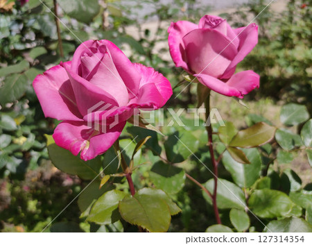 The Beauty Of red Roses at garden 127314354