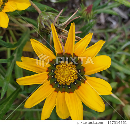 Gazania linearis is a species of flowering plant in the family Asteraceae Gazania linearis is a species of flowering plant in the family Asteraceae 127314361