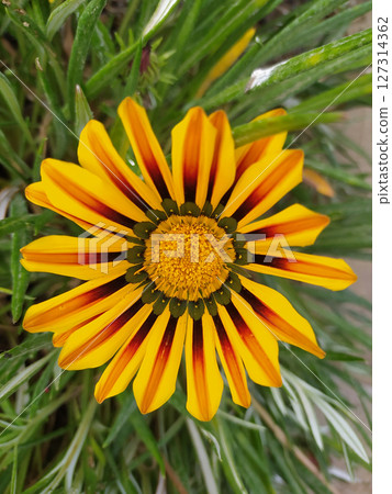 Gazania linearis is a species of flowering plant in the family Asteraceae 127314362