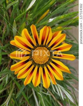 Gazania linearis is a species of flowering plant in the family Asteraceae Gazania linearis is a species of flowering plant in the family Asteraceae 127314382
