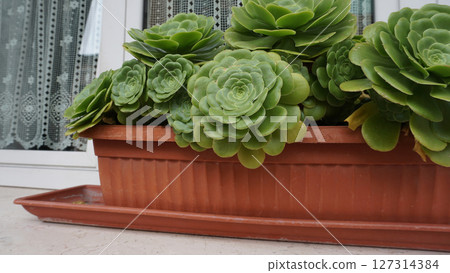 Aeonium Arboreum or Tree Aeonium close up in the garden. Beautiful evergreen succulent plant with thick woody stems and large rosettes 127314384