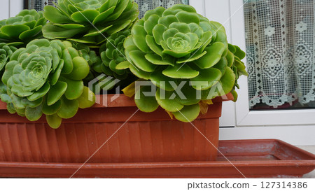 Aeonium Arboreum or Tree Aeonium close up in the garden. Beautiful evergreen succulent plant with thick woody stems and large rosettes Aeonium Arboreum or Tree Aeonium close up in the garden. Beautiful evergreen succulent plant with thick woody stems and large rosettes 127314386