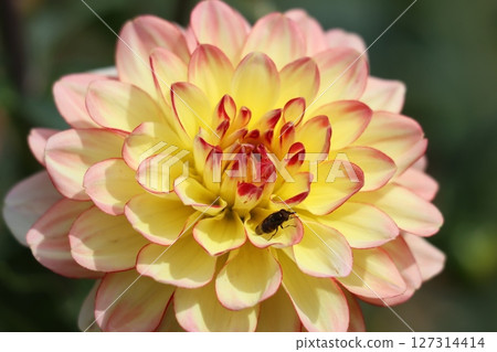 Dahlia flowers are attractive to all who see them. Dahlia flowers are attractive to all who see them. 127314414