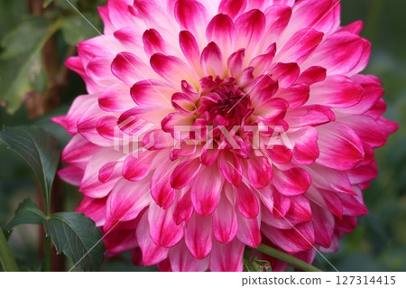 Dahlia flowers that attract the attention of the viewer - 4 127314415