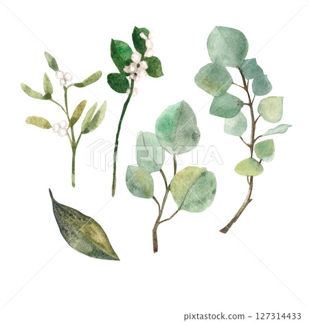 Watercolor hand painted set of various greenery and foliage. Mistletoe and eucalyptus 127314433