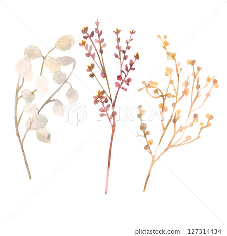 Watercolor hand painted set with various dried flowers 127314434