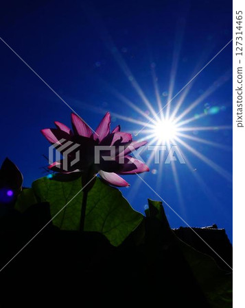 陽光照射下的睡蓮花 127314465