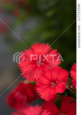 Close-up of Nungo flowers 127314506