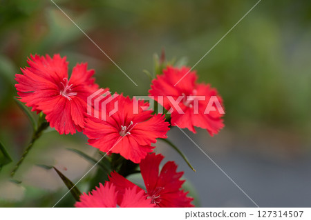 Close-up of Nungo flowers 127314507