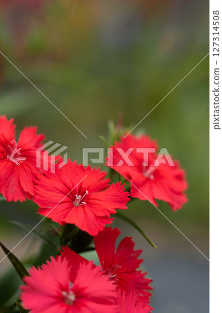 Close-up of Nungo flowers 127314508