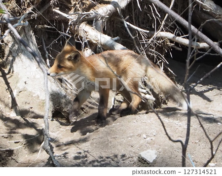 Scenery with a red fox cub 127314521