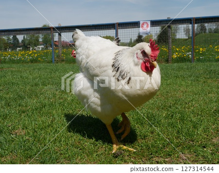 White chicken is standing in a grassy field 127314544