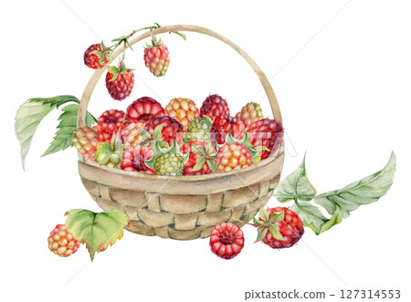 Raspberry in weaved basket on stalks with leaves, ripe picked garden berry harvest, hand drawn in watercolor dewberry cloudberry mulberry. Isolated illustration. Farmers market grocery home preserves Raspberry in weaved basket on stalks with leaves, ripe picked garden berry harvest, hand drawn in watercolor dewberry cloudberry mulberry. Isolated illustration. Farmers market grocery home preserves 127314553