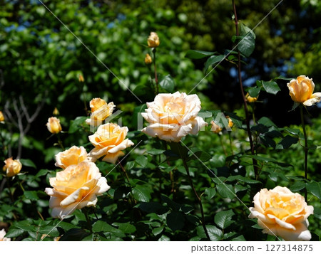 The garden of roses The garden of roses 127314875