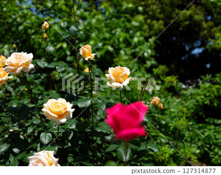 玫瑰花園 127314877