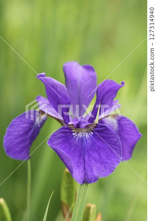 初夏盛開的紫色花朵美麗的鳶尾花柔和的綠色背景 初夏盛開的紫色花朵美麗的鳶尾花柔和的綠色背景 127314940