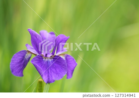 初夏盛開的紫色花朵美麗的鳶尾花柔和的綠色背景 初夏盛開的紫色花朵美麗的鳶尾花柔和的綠色背景 127314941