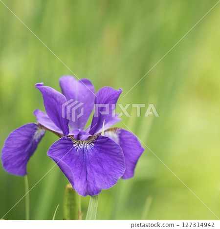 初夏盛開的紫色花朵美麗的鳶尾花柔和的綠色背景 初夏盛開的紫色花朵美麗的鳶尾花柔和的綠色背景 127314942