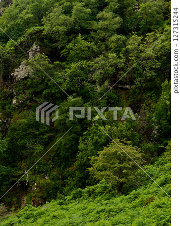 A steep hillside is densely populated with ferns and trees. Rock outcrops are visible, adding texture to the green landscape. A steep hillside is densely populated with ferns and trees. Rock outcrops are visible, adding texture to the green landscape. 127315244