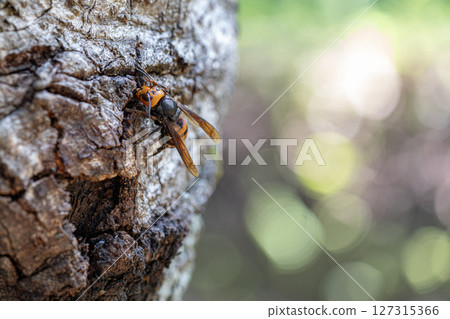 A giant hornet gnawing at the trunk of a sawtooth oak tree 127315366
