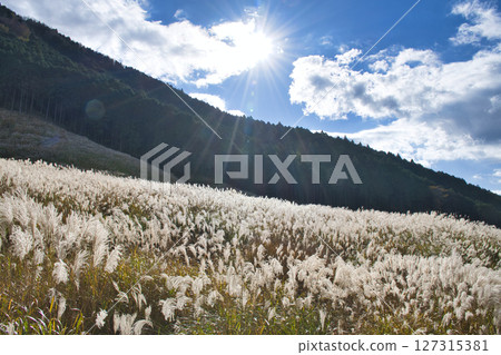 [Kanagawa Prefecture] Hakone Sengokuhara Susukino Meadow 127315381