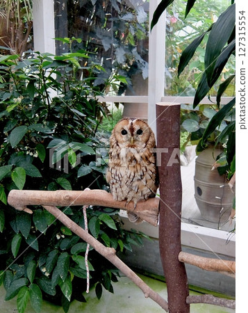 Tawny owls at Matsue Vogel Park (Matsue City/Shimane Prefecture) 127315554