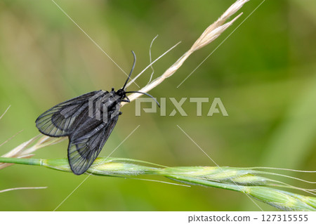 The plumage moth is completely black, with beautiful transparent wings and black veining (macro strobe photography of insects in their natural environment) 127315555