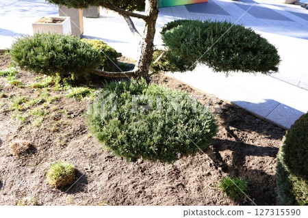 Artfully shaped and designed landscape shrubs create a stunning visual appeal in an urban setting 127315590